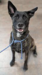 Shelter Stray Male Dog last seen , West Valley Animal Shelter, 20655 Plummer St, Chatsworth, CA 91311, USA