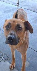 Shelter Stray Male Dog last seen , 1850 W 60th St, Los Angeles, CA 90047, USA