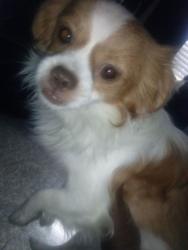Lost Male Dog last seen Center parkway area, Sacramento, CA 95823
