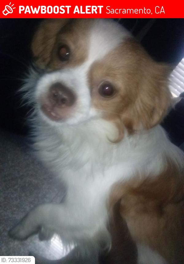 Lost Male Dog last seen Center parkway area, Sacramento, CA 95823