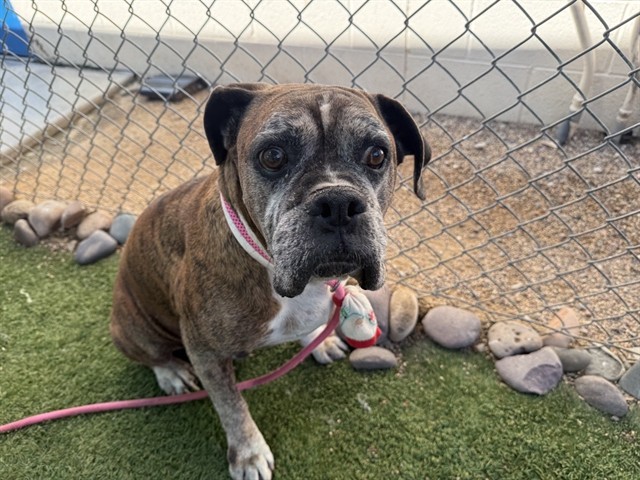 Shelter Stray Male Dog last seen 52ND ST AND TAYLOR ST, 2500 S 27th Ave, Phoenix, AZ 85009, USA