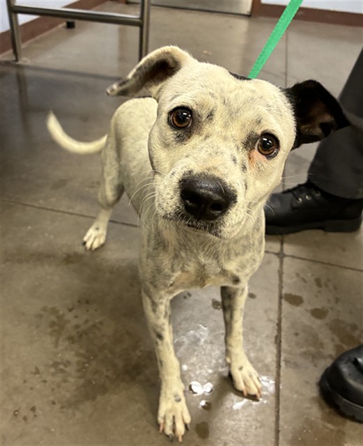 Shelter Stray Female Dog last seen Near BLOCK N NASH ST, 2500 S 27th Ave, Phoenix, AZ 85009, USA