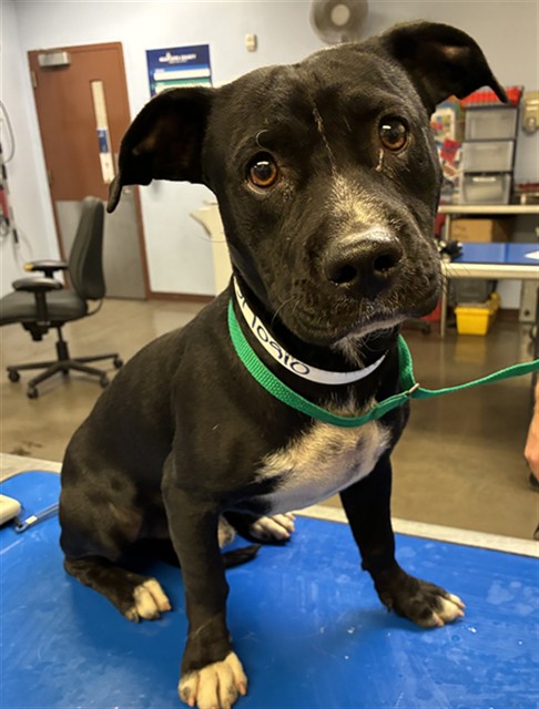 Shelter Stray Male Dog last seen Near BLOCK N NASH ST, 2500 S 27th Ave, Phoenix, AZ 85009, USA