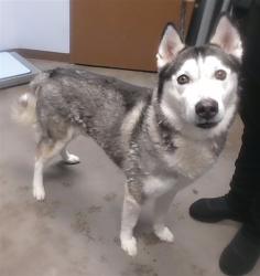Shelter Stray Male Dog last seen VIA DE LUNA DR AND 178TH AVE, 2500 S 27th Ave, Phoenix, AZ 85009, USA
