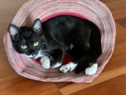 Shelter Stray Female Cat last seen SYKES, 1601 Eubanks Rd, Chapel Hill, NC 27516, USA
