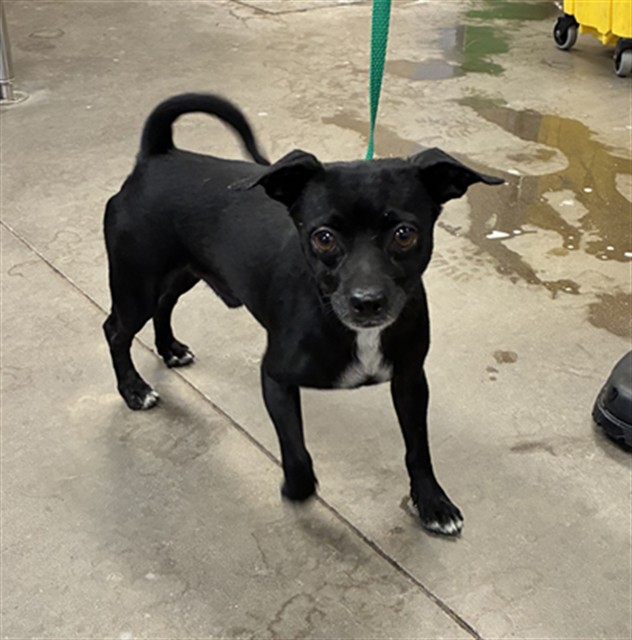 Shelter Stray Male Dog last seen Near BLOCK N NASH ST, 2500 S 27th Ave, Phoenix, AZ 85009, USA