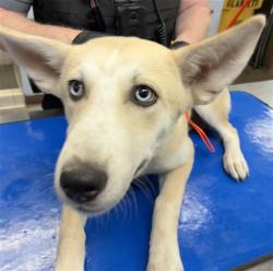Shelter Stray Female Dog last seen Near BLOCK S CENTRAL AVE, 2500 S 27th Ave, Phoenix, AZ 85009, USA