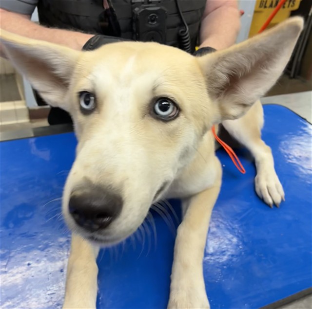 Shelter Stray Female Dog last seen Near BLOCK S CENTRAL AVE, 2500 S 27th Ave, Phoenix, AZ 85009, USA