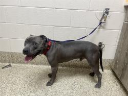 Shelter Stray Male Dog last seen Near BLOCK CLARKSON DR, COLORADO SPRINGS, CO 80909, 610 Abbot Ln, Colorado Springs, CO 80905, USA