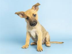 Shelter Stray Male Dog last seen A26-105988, 5501 E Van Buren St, Phoenix, AZ 85008, USA