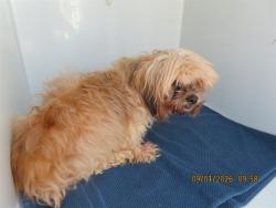 Shelter Stray Female Dog last seen LINDSAY/WARNER, 5501 E Van Buren St, Phoenix, AZ 85008, USA