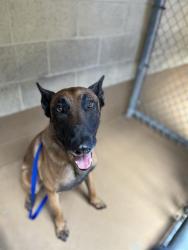 Shelter Stray Male Dog last seen AURBURN AVE & E H ST, 130 Beyer Way, Chula Vista, CA 91911, USA