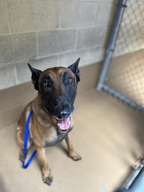 Shelter Stray Male Dog last seen AURBURN AVE & E H ST, 130 Beyer Way, Chula Vista, CA 91911, USA