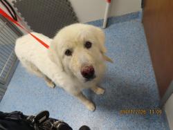 Shelter Stray Female Dog last seen 6TH AVE/UNUIN HILLS, 5501 E Van Buren St, Phoenix, AZ 85008, USA