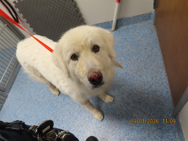 Shelter Stray Female Dog last seen 6TH AVE/UNUIN HILLS, 5501 E Van Buren St, Phoenix, AZ 85008, USA