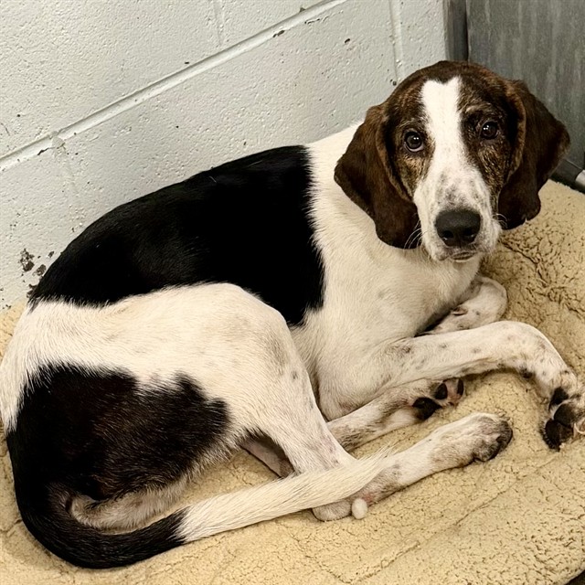 Shelter Stray Male Dog last seen CR 42/4TH ST, DELAND, 12280 County Rd 448, Tavares, FL 32778, USA