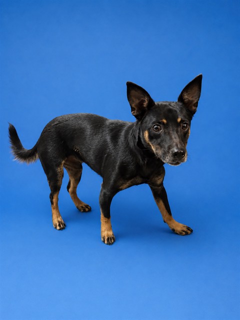 Shelter Stray Male Dog last seen Near BLOCK NW 28TH ST, 3599 NW 79th Ave, Doral, FL 33122, USA