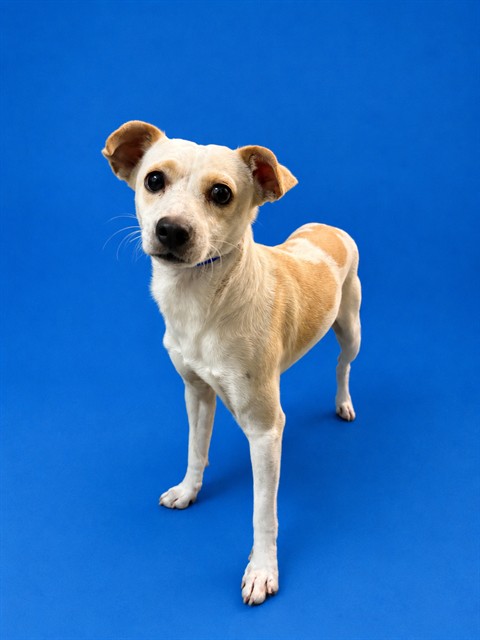 Shelter Stray Male Dog last seen Near BLOCK NW 28TH ST, 3599 NW 79th Ave, Doral, FL 33122, USA