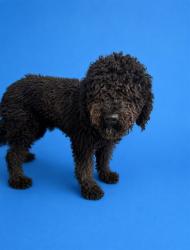 Shelter Stray Male Dog last seen Near BLOCK SW 89TH AVE, 3599 NW 79th Ave, Doral, FL 33122, USA