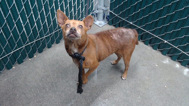 Shelter Stray Female Dog last seen , 11258 Garfield Ave, Downey, CA 90242, USA