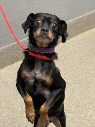 Shelter Stray Female Dog last seen Near BLOCK MEDALLION DR, LAS VEGAS NV 89122, 655 N Mojave Rd, Las Vegas, NV 89101, USA