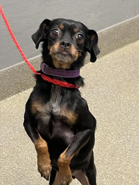 Shelter Stray Female Dog last seen Near BLOCK MEDALLION DR, LAS VEGAS NV 89122, 655 N Mojave Rd, Las Vegas, NV 89101, USA