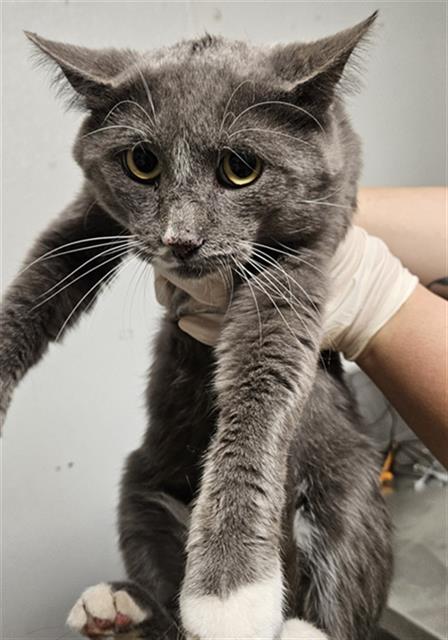 Shelter Stray Male Cat last seen CANAL/ALFRED HARREL HIGHWAY, BAKERSFEILD 93308, 3951 Fruitvale Ave, Bakersfield, CA 93308, USA