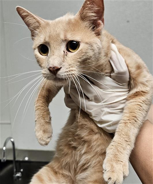 Shelter Stray Male Cat last seen CANAL/ALFRED HARREL HIGHWAY, BAKERSFEILD 93308, 3951 Fruitvale Ave, Bakersfield, CA 93308, USA