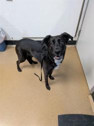 Shelter Stray Female Dog last seen ST PETERS, 4850 Mid Rivers Mall Dr, St Peters, MO 63376, USA