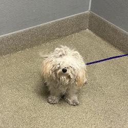 Shelter Stray Female Dog last seen N NELLIS BLVD & E LAKE MEAD BLVD, 655 N Mojave Rd, Las Vegas, NV 89101, USA
