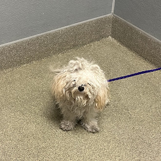 Shelter Stray Female Dog last seen N NELLIS BLVD & E LAKE MEAD BLVD, 655 N Mojave Rd, Las Vegas, NV 89101, USA