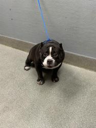 Shelter Stray Male Dog last seen Near BLOCK S NELLIS BLVD, LAS VEGAS NV 89121, 655 N Mojave Rd, Las Vegas, NV 89101, USA