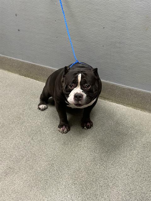 Shelter Stray Male Dog last seen Near BLOCK S NELLIS BLVD, LAS VEGAS NV 89121, 655 N Mojave Rd, Las Vegas, NV 89101, USA