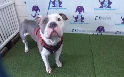 Shelter Stray Male Dog last seen , 2769 Conroy Rd, Orlando, FL 32839, USA