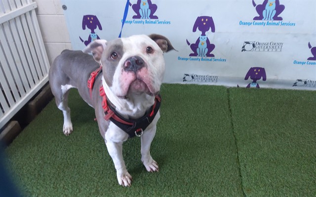Shelter Stray Male Dog last seen , 2769 Conroy Rd, Orlando, FL 32839, USA