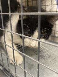 Shelter Stray Female Cat last seen Near BLOCK JUDSON AVE, 655 N Mojave Rd, Las Vegas, NV 89101, USA