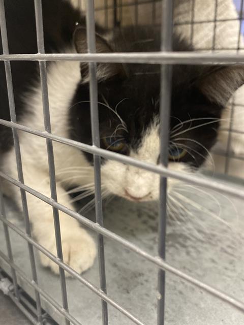 Shelter Stray Female Cat last seen Near BLOCK JUDSON AVE, 655 N Mojave Rd, Las Vegas, NV 89101, USA