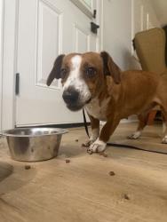 Found/Stray Female Dog last seen 43rd & Alabonson, Houston, TX 77092