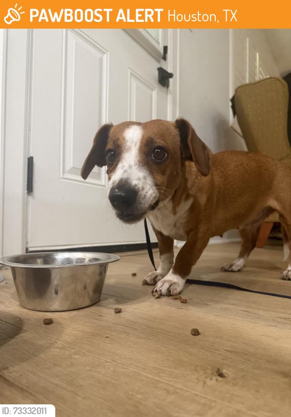 Found/Stray Female Dog last seen 43rd & Alabonson, Houston, TX 77092
