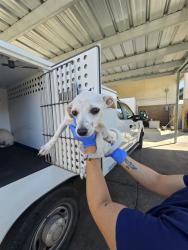 Shelter Stray Female Dog last seen COFFEE RD /GRANITE FALLS DR,BAKERSFIELD,CA, 201 S Mt Vernon Ave, Bakersfield, CA 93307, USA