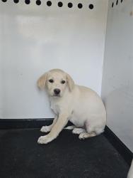Shelter Stray Female Dog last seen COFFEE RD /GRANITE FALLS DR,BAKERSFIELD,CA, 201 S Mt Vernon Ave, Bakersfield, CA 93307, USA
