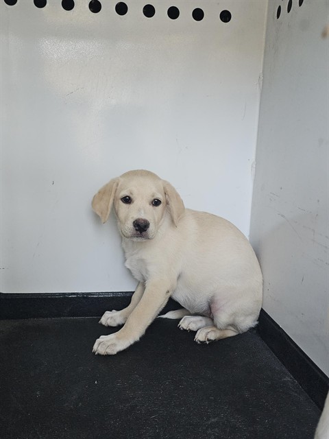 Shelter Stray Female Dog last seen COFFEE RD /GRANITE FALLS DR,BAKERSFIELD,CA, 201 S Mt Vernon Ave, Bakersfield, CA 93307, USA