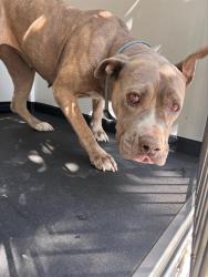 Shelter Stray Female Dog last seen Near BLK S KINCAID ST, BAKERSFIELD CA, 201 S Mt Vernon Ave, Bakersfield, CA 93307, USA