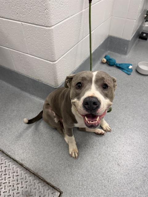 Shelter Stray Female Dog last seen Near, 2600 S Harding St, Indianapolis, IN 46221, USA