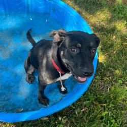 Shelter Stray Female Dog last seen Near, 2600 S Harding St, Indianapolis, IN 46221, USA