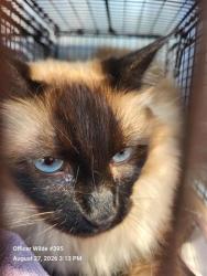 Shelter Stray Female Cat last seen , 4710 TX-151, San Antonio, TX 78227, USA