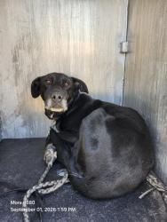 Shelter Stray Female Dog last seen Near BLOCK CABLE RANCH RD, 4710 TX-151, San Antonio, TX 78227, USA