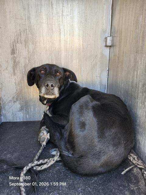 Shelter Stray Female Dog last seen Near BLOCK CABLE RANCH RD, 4710 TX-151, San Antonio, TX 78227, USA