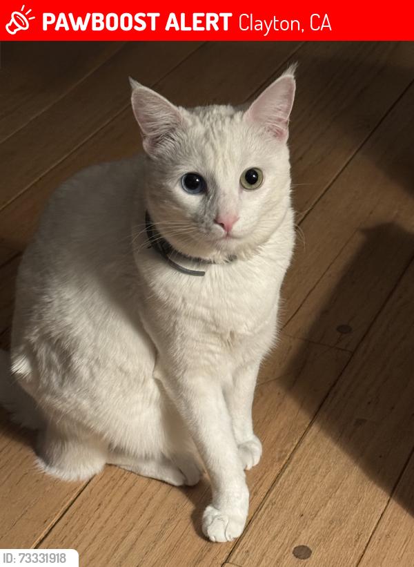 Lost Male Cat last seen Mitchell Canyon Road, Clayton, CA 94517