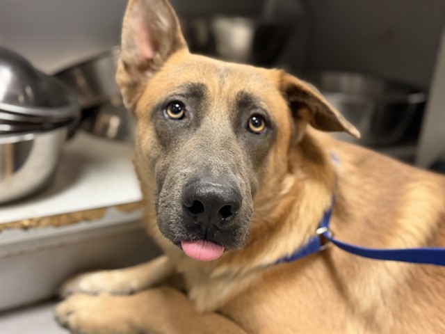 Shelter Stray Male Dog last seen Near BLOCK W ESPLANADE AVE, HEMET CITY, 581 S Grand Ave, San Jacinto, CA 92582, USA